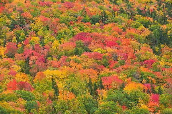 Canada-Nova Scotia-Cape Breton Island Forest in autumn foliage